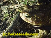 /home//u458753944/public_html/sourcegallery///////////////////////Roxborough Toad Detour/2013-2019/2017/P3010555.JPG